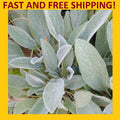 Lamb's Ear Plant - Live Rooted Perennials - Green Soft Leaf - Herbal Tea (4 Plants) - Stachys byzantina