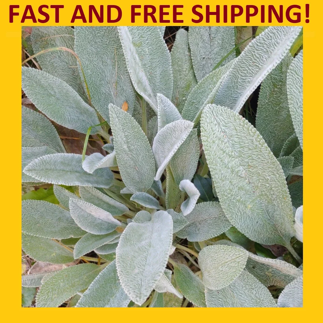 Lamb's Ear Plant - Live Rooted Perennials - Green Soft Leaf - Herbal Tea (4 Plants) - Stachys byzantina