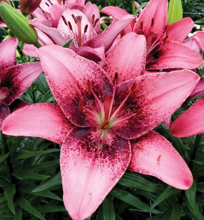Asiatic Lily Bulb - Large Pink Purple Blooms - Lilium 'Purple Dream' - Deer Resistant, Cut Flowers, Zones 3-8