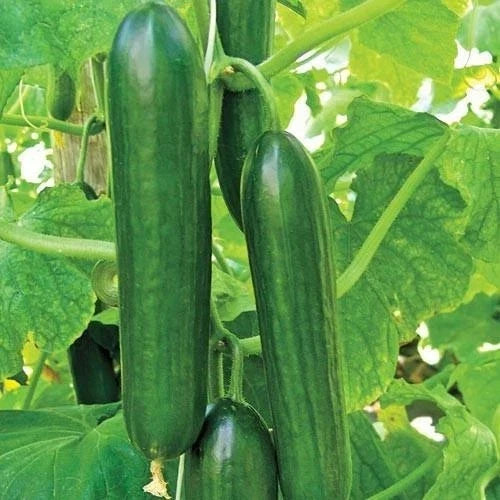 Heirloom Cucumber Seeds - Organic Non-GMO - Ashley Long Variety - Fresh Vegetable Seeds