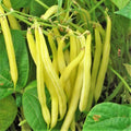 Kentucky Wonder Yellow Wax Bean Seeds | Pole Beans Butter Golden | 2025 Planting Seeds for Garden