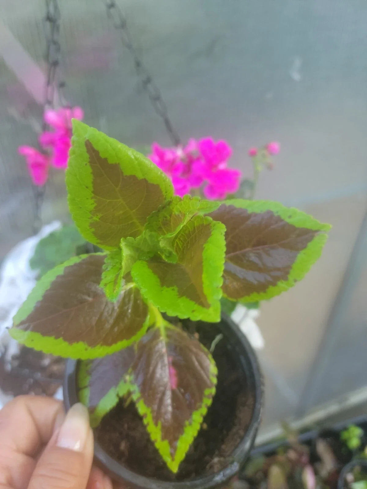 Coleus Plant - 4" Pot - Colorful Foliage - Coleus blumei
