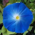 Heavenly Blue Morning Glory Seeds | Giant 5" Blue Flowers | Ipomoea tricolor | Non-GMO, Easy to Grow