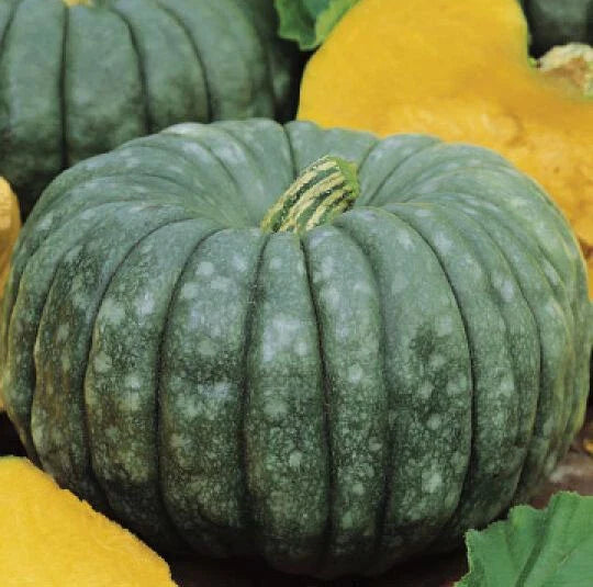 Jarrahdale Blue Pumpkin Seeds - 15+ Heirloom Non-GMO Sweet Queensland Variety - Cucurbita maxima