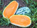 Tendersweet Orange Watermelon Seeds - Heirloom, NON GMO, Fresh - 50+ Seeds (Citrullus lanatus)
