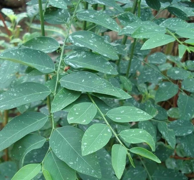 Katuk Cuttings - 8 Pack - Sauropus androgynus - Ideal for Food Forest and Permaculture Farming