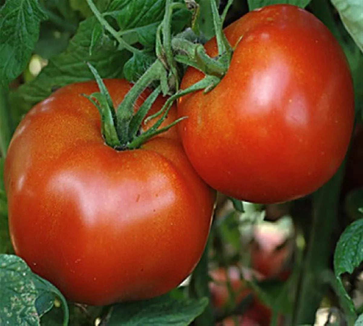 Marglobe Tomato Seeds, Heirloom NON-GMO, Perfect for Salads, Various Sizes, Solanum lycopersicum
