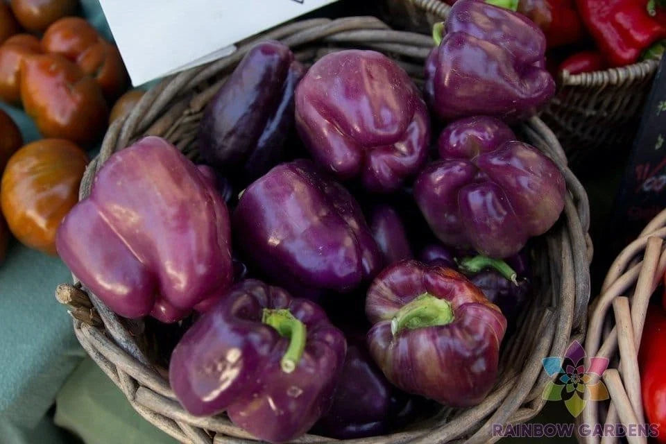 25+ Merlot F1 Sweet Pepper Seeds - Non-GMO Vegetable Seeds for Garden Planting - Capsicum annuum