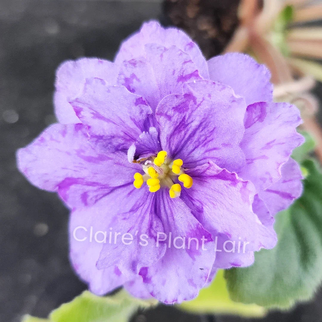 African Violet Leaf - ND-Northern Palmyra - Saintpaulia ionantha