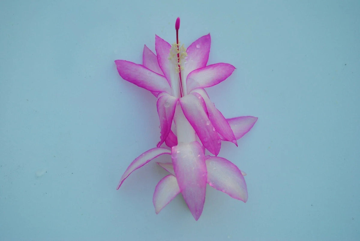 Christmas Cactus Starter Plant - Madame Butterfly - Schlumbergera Truncata - Healthy Well-Rooted Small Plant
