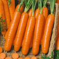 Little Finger Baby Carrot Seeds - NON-GMO, 1,500 Seeds - Daucus carota, Ideal for Home Gardening and Vegetable Gardens