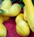 25 Seeds Crookneck Squash Golden Summer - Cucurbita pepo - GroCo USA - Buy 15, Ships Free