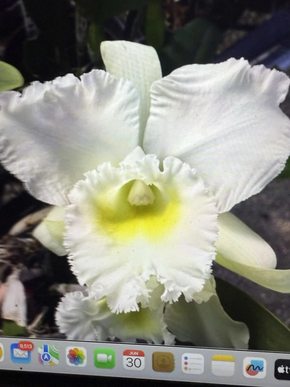 Orchid Plant Bc Pastoral Innocence 4" Rooted Stem Bare Root - Beautiful Flowering Orchid Species for Home Decor