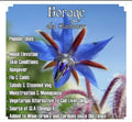 60 Borage Seeds | Edible Herb Plant | Non-GMO, Open Pollinated, Organic | Borago officinalis