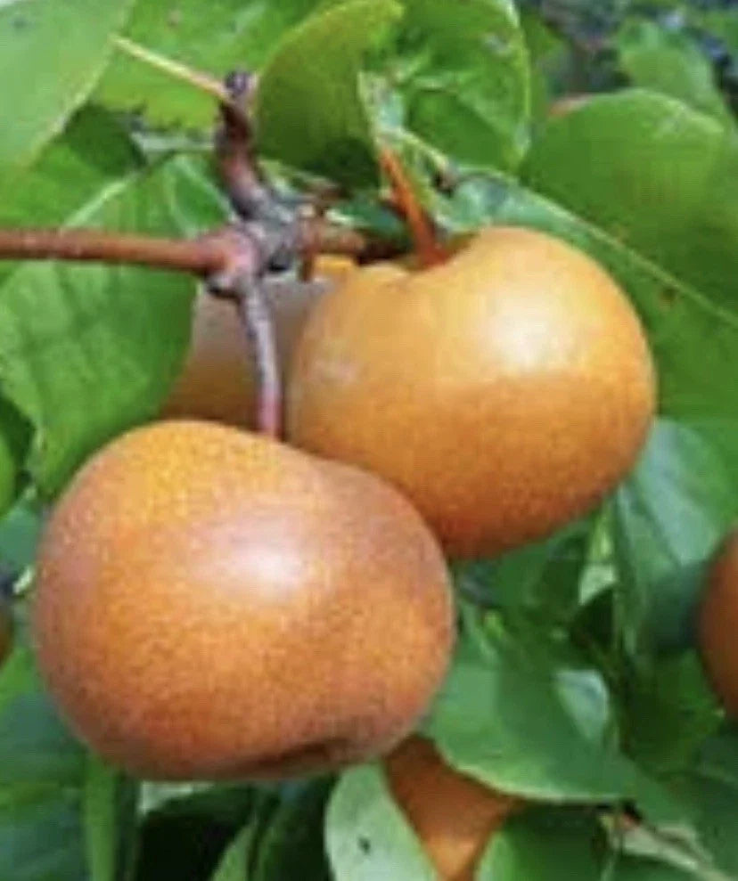 Chojuro Plant Cuttings - 4 Golden Brown Round Crispy Juicy Cuttings - Pyrus pyrifolia