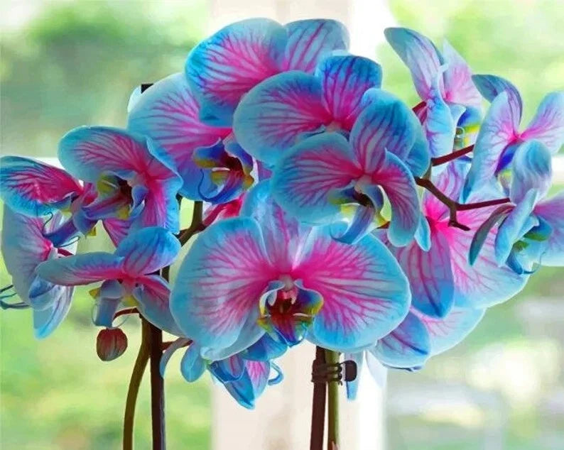50Pcs Orchid Seeds - Blue & Pink Bonsai Flowers - Dendrobium Hybrid