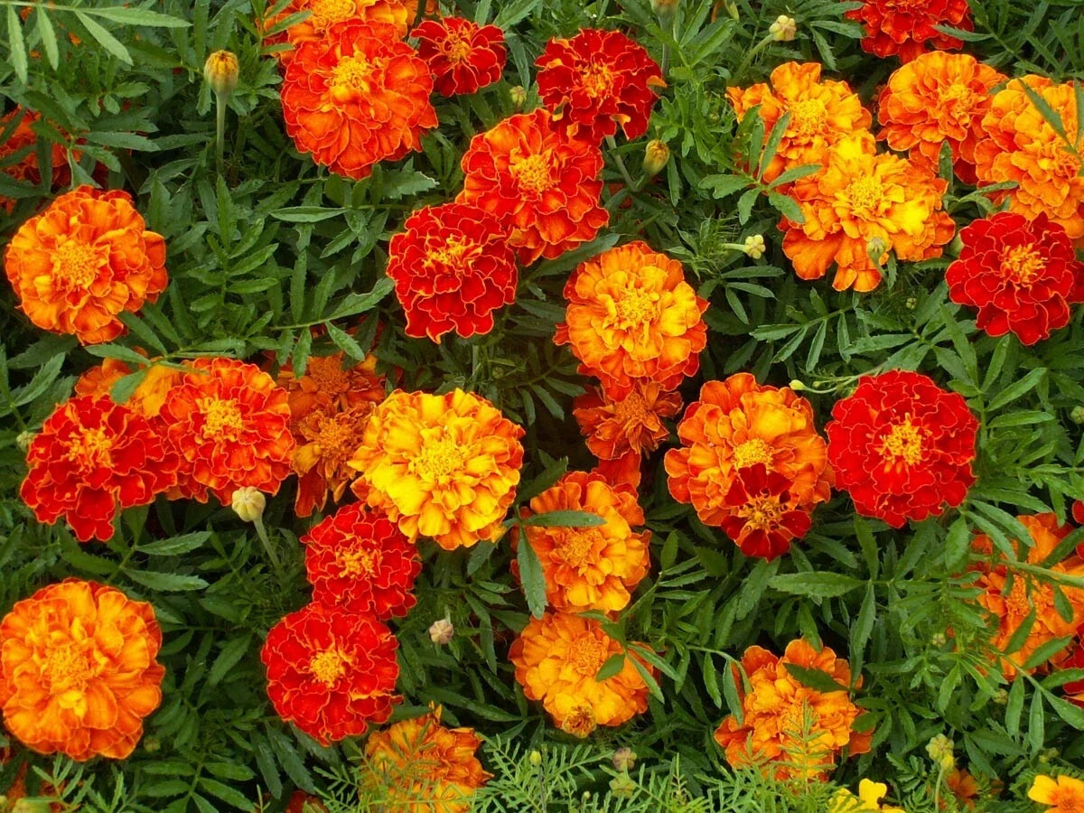 Marigold Seeds 150+ French Sparky Mix Flowers Tagetes, Wildflower Seeds, US Free Shipping