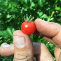 Red Currant Tomato Seeds - 120+ Heirloom Organic Non-GMO - Fresh Gardening Seeds - Solanum lycopersicum