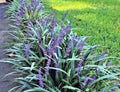 Monkey Grass Bare Root Plants, Big Blue Variety, Clumping Ground Cover, Liriope Spicata, 50 Count