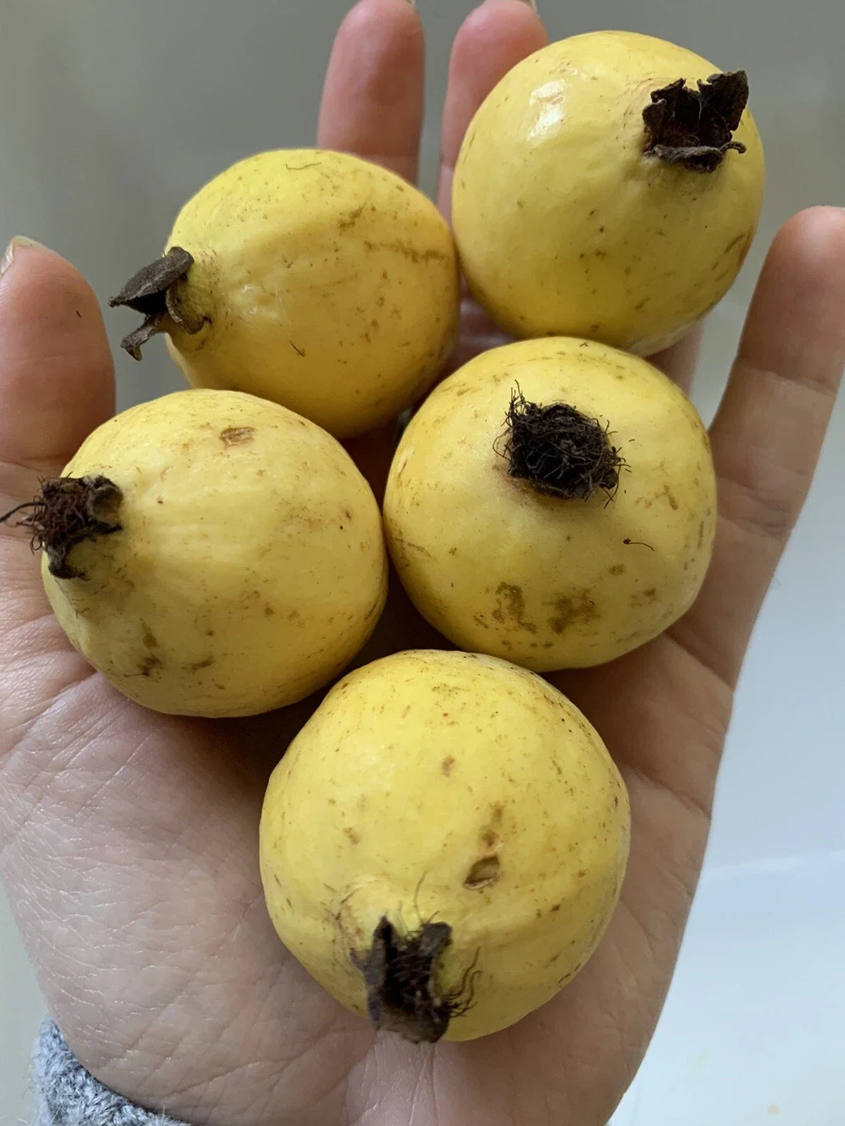 50 Organic Mexican Guava Seeds - Yellow Rare Fruit, Non-GMO, Sweet Tree (Psidium guajava)