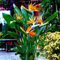 Orange Bird of Paradise Seeds (10+) Strelitzia reginae, Tropical Crane Flower, Exotic Garden Plant, Rare Seeds