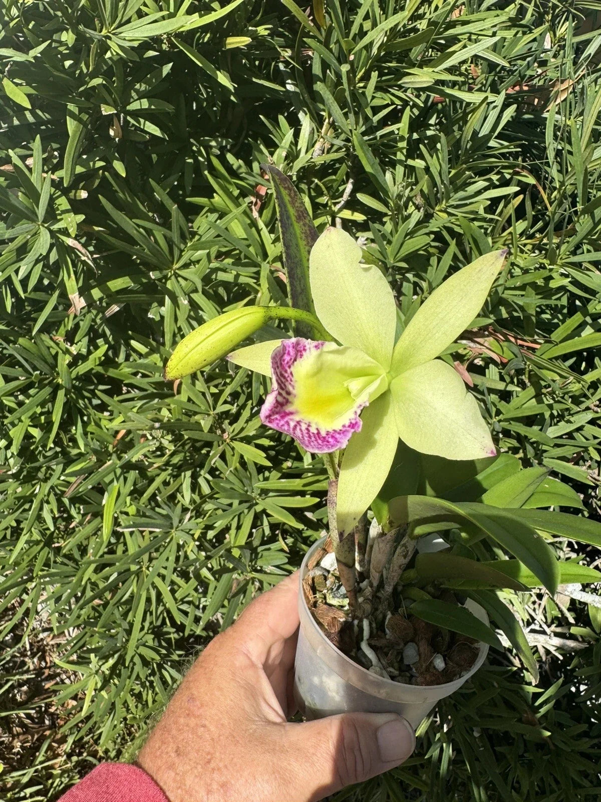 Brassocattleya Hawaii Stars Nodosa Orchid Plant Blooming 4” Fragrant Flowering Orchid