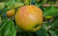25+ Sir Isaac Newton Apple Seeds - Heirloom Variety - Malus domestica - Garden Planting - USA - Free Shipping