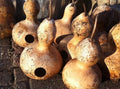 Birdhouse Gourd Seeds, Heirloom Eco-Friendly Variety, Tracking Included, Lagenaria siceraria