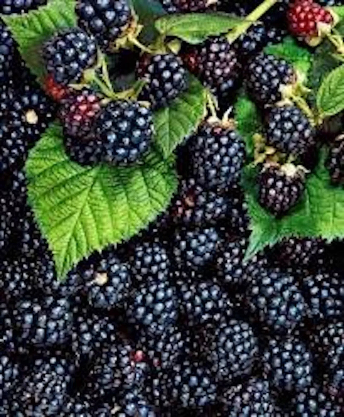 Triple Crown Blackberry Plant - Thornless Edible Fruit - Rubus fruticosus
