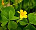 Yellow Wood Sorrel 50 Seeds - Lemon Clover Seeds (Oxalis stricta)
