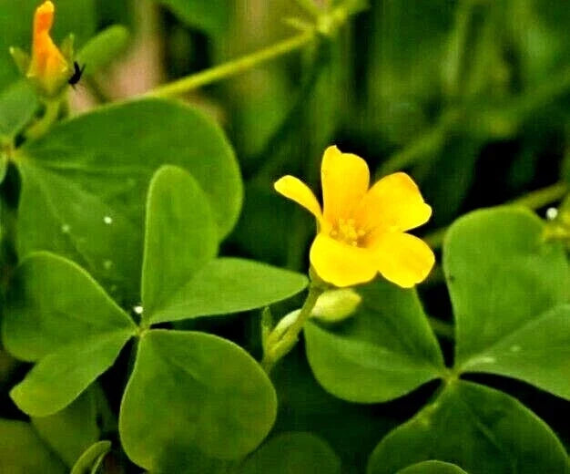Yellow Wood Sorrel 50 Seeds - Lemon Clover Seeds (Oxalis stricta)
