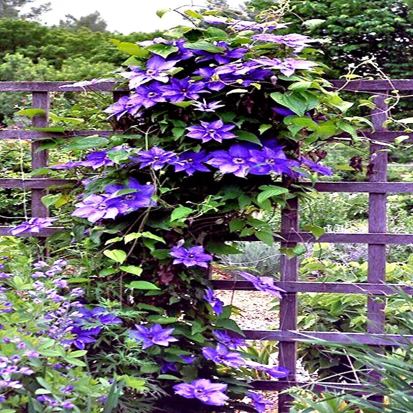 Blue Downy Clematis Seeds - 20 Hybrid Flower Seeds for Hardy Climber Vine, Clematis macropetala