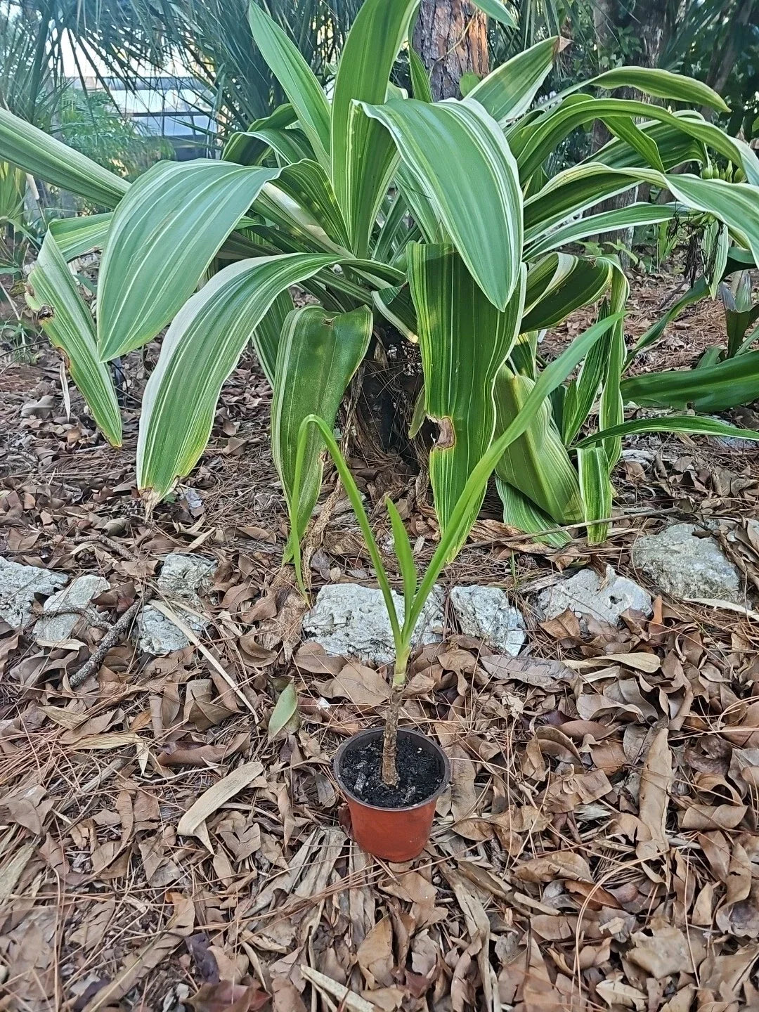 Crinum Lily Plant 4” Pot Colossal Giant White Spider Variegated Reverted (Asiaticum) Live Houseplant Garden Decor