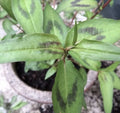 8 Live 4"-5" Vietnamese Coriander Plants "Rau Ram" Rooted in Soil - Fresh Culinary Herb for Cooking (Persicaria odorata)