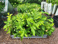 Chestnut Tree Seedlings - American & Hybrid Varieties - Castanea dentata & Castanea mollissima
