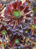 Aeonium Velour Cutting - Succulent Plant Cutting - Indoor/Outdoor Variety - Aeonium arboreum