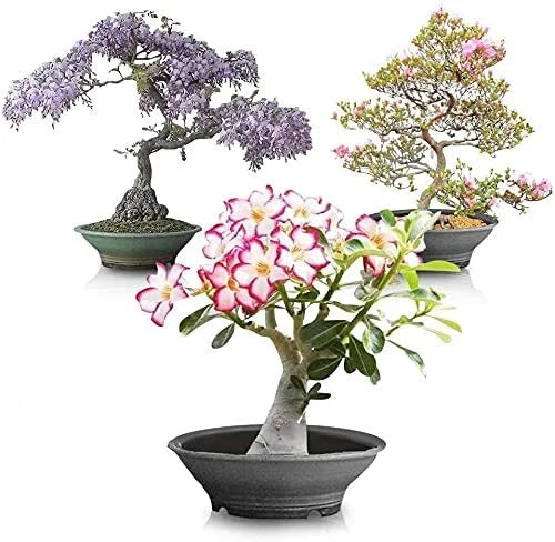 Flowering Bonsai Tree Seed Bundle #2 - All Flowering Seeds, Vibrant Colors, Various Species