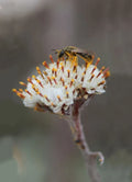 Prairie Pussytoes Seeds 100 Seeds Antennaria neglecta Wildflower Garden Native Plant