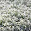 White Alyssum Carpet of Snow Flower Seeds - 100 Organic Dwarf Seeds for Floral Boho Gardens - USA Grown