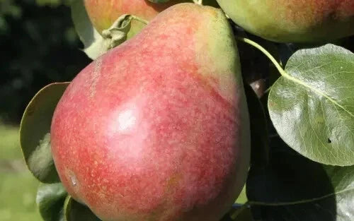 Obelisk Pear Seeds - 25+ Seeds for Garden Planting - Pyrus communis - USA