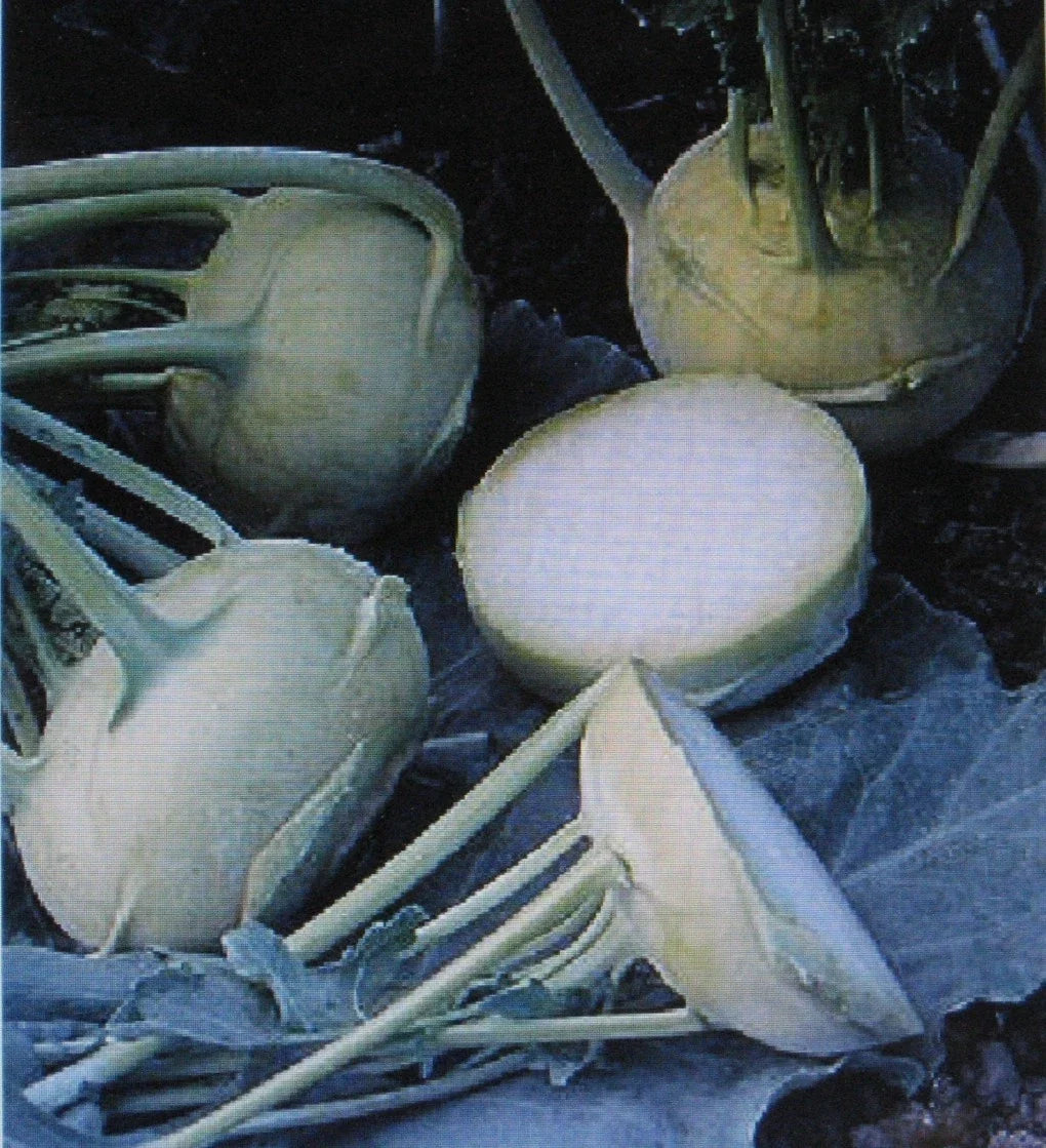 Kohlrabi Seeds - Early White Vienna - 100 Seeds - Tender Variety - Brassica oleracea