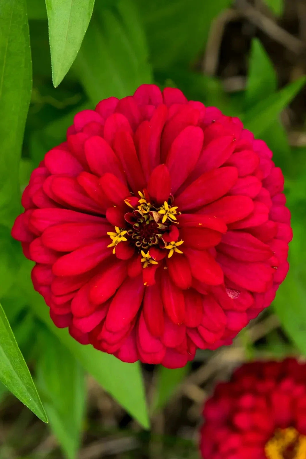 Cherry Queen Zinnia Seeds, NON-GMO, Easy Grow, Variety Packet Sizes, Zinnia elegans
