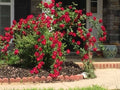 Dr. Huey Rose Plant Cuttings - Live Flower Shrub Climbing Bush - Rosa 'Dr. Huey' - 6 Cuttings for Garden or Indoor Use