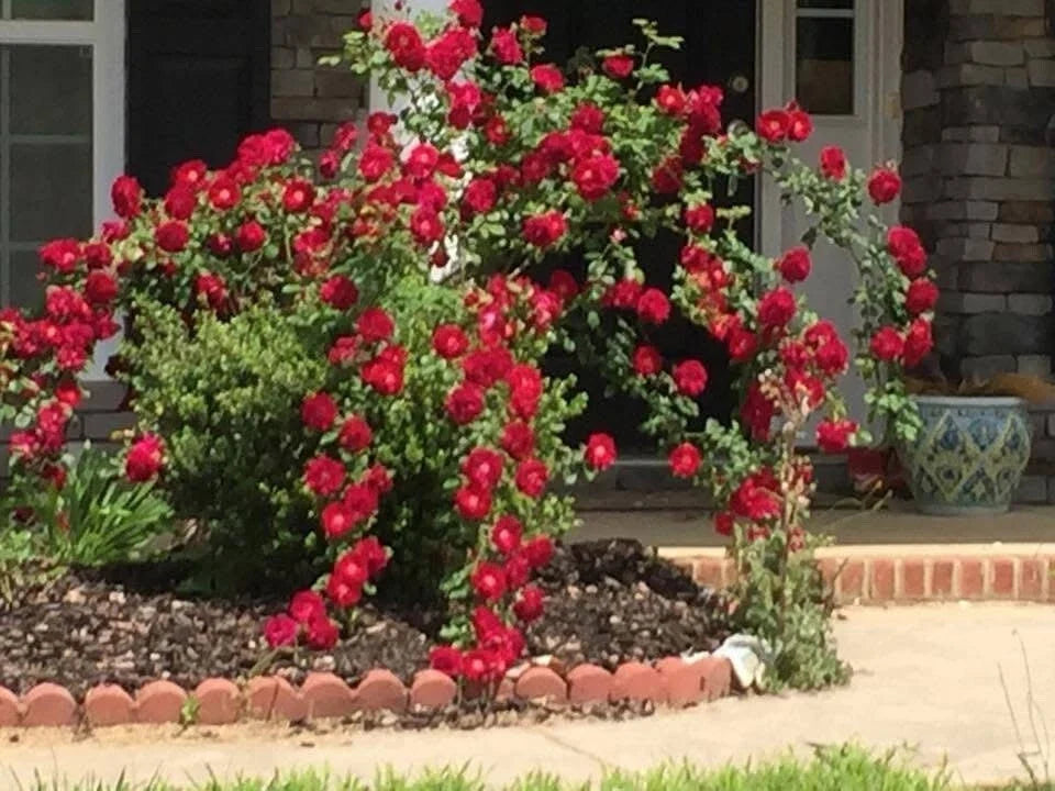 Dr. Huey Rose Plant Cuttings - Live Flower Shrub Climbing Bush - Rosa 'Dr. Huey' - 6 Cuttings for Garden or Indoor Use