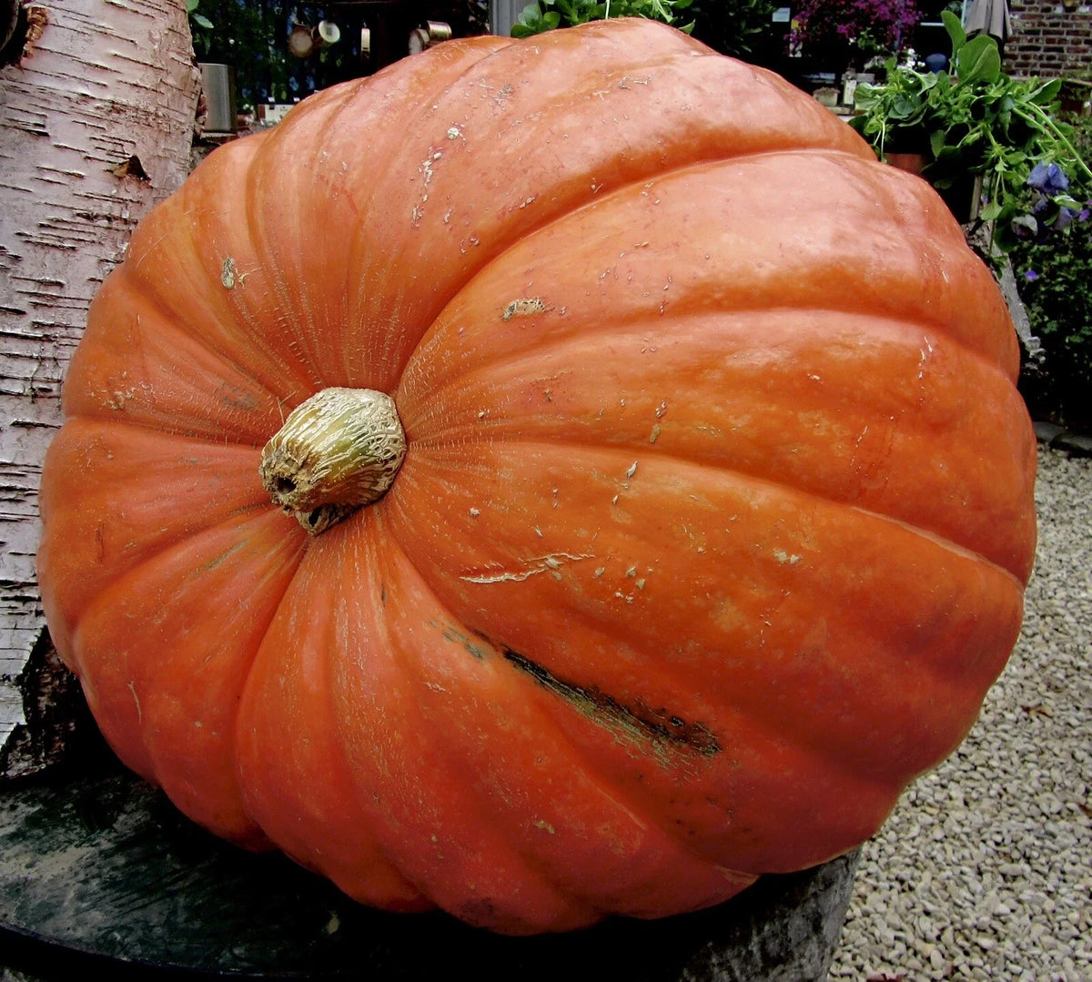 Big Max Pumpkin Seeds - 15 Non-GMO Heirloom Seeds for Vegetable Planting - Ideal for Gardeners - Cucurbita maxima