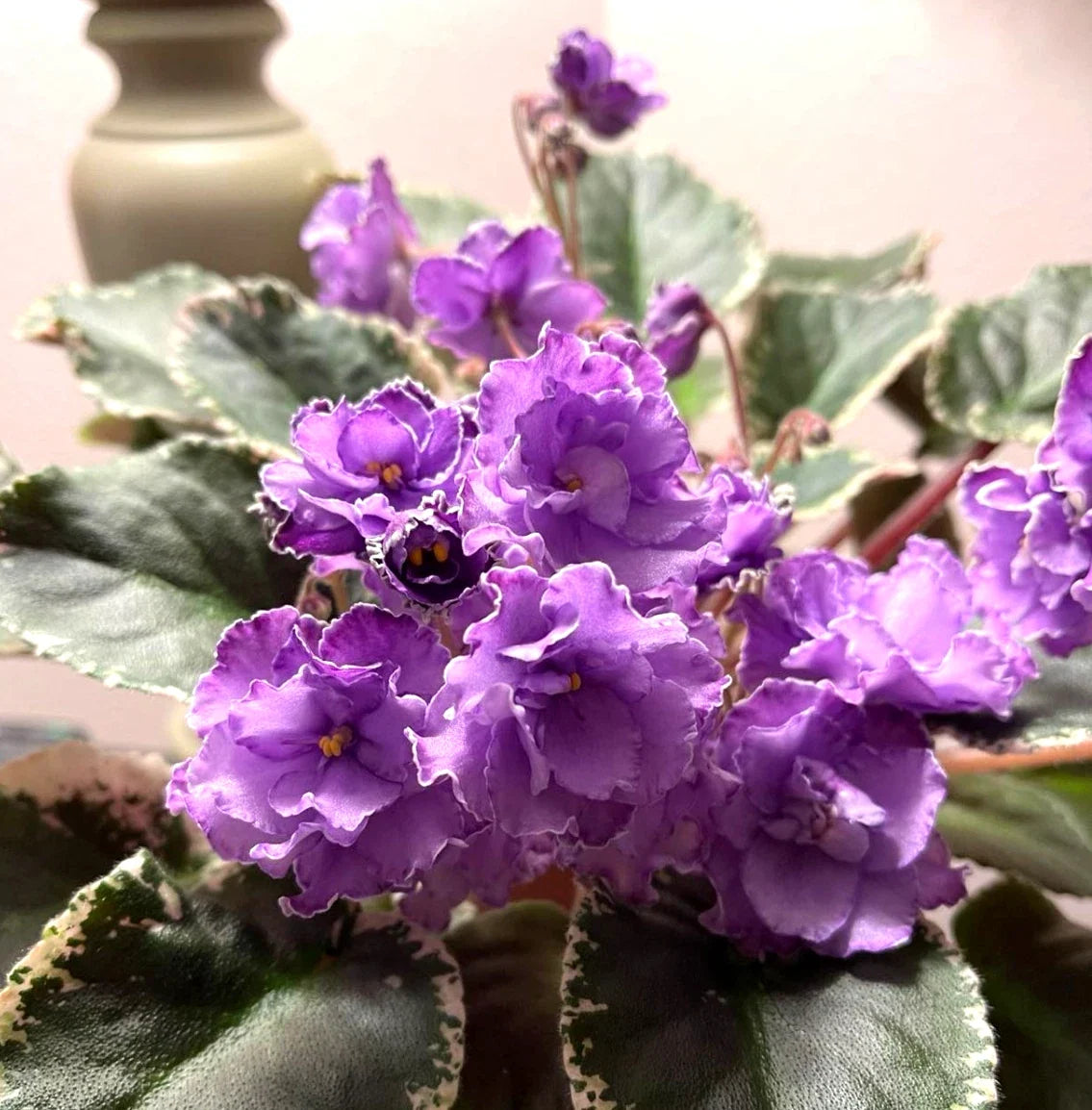 African Violet Leaves - 2 Pack - Hunter's Momma Jo - Saintpaulia ionantha