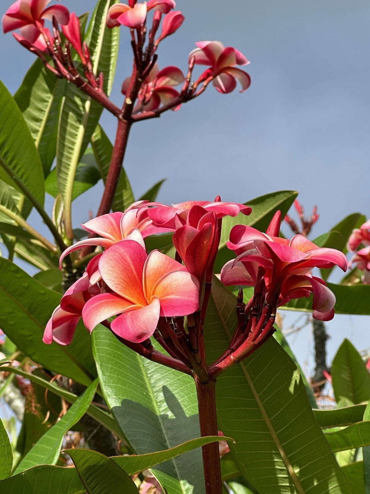 Pink Plumeria Cutting - Fresh Starter 10in - Frangipani - Single Head - Ideal for Garden or Potting