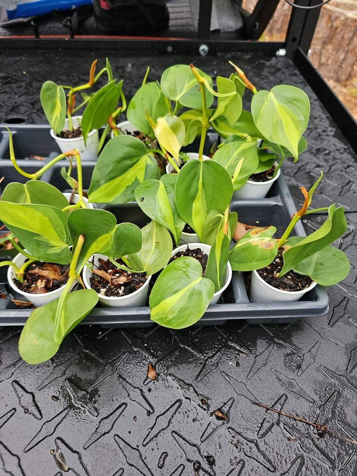 Brazilian Pothos Plant - Variegated Cordatum Hederaceum - Live Rooted Indoor Houseplant
