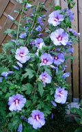 Live Rose of Sharon Plant - Blue Bird Variety, Hibiscus syriacus, Blue/Violet Flowers