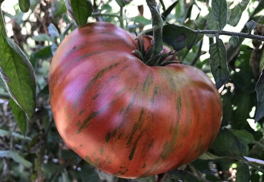 Chocolate Stripes Tomato Seeds - 30 to 500 Heirloom Rare Colorful Beefsteak Variety for Slicing - Solanum lycopersicum